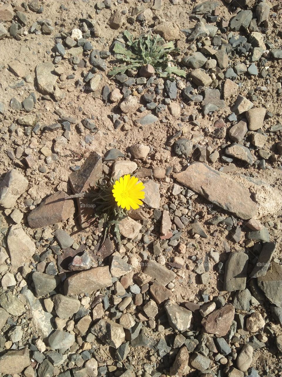 Beautiful and magic yellow flower into stones.