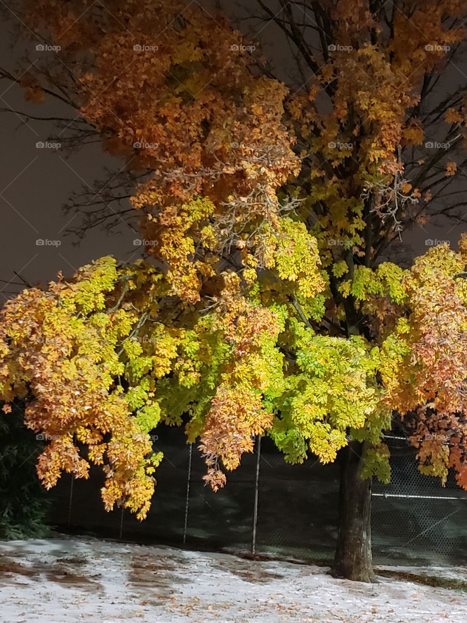 Spectacular Fall leaves - orange, yellow & green