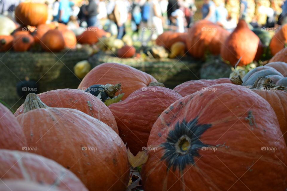 autumn colors, fall time, colorful pumpkins