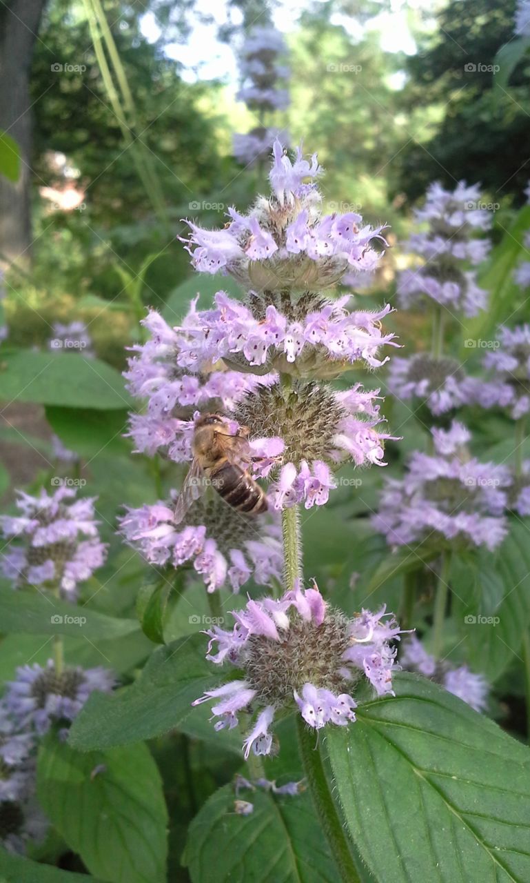 Honey bee pollinating