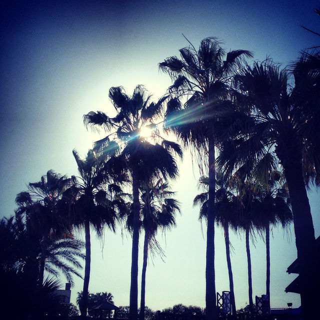 PALMTREE