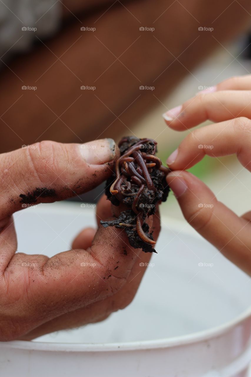 Two hands holding earth worm