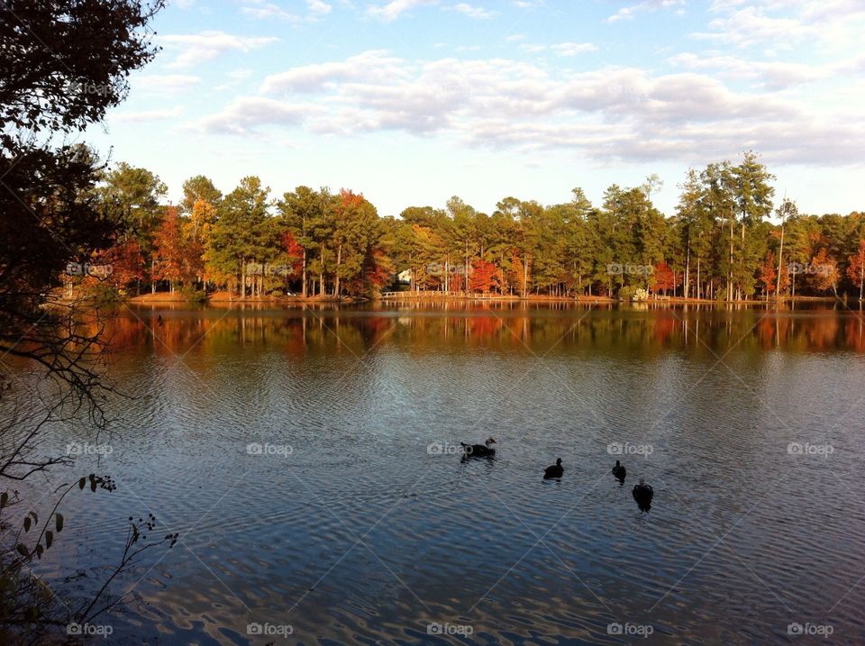 Ducks on Pond in Fall