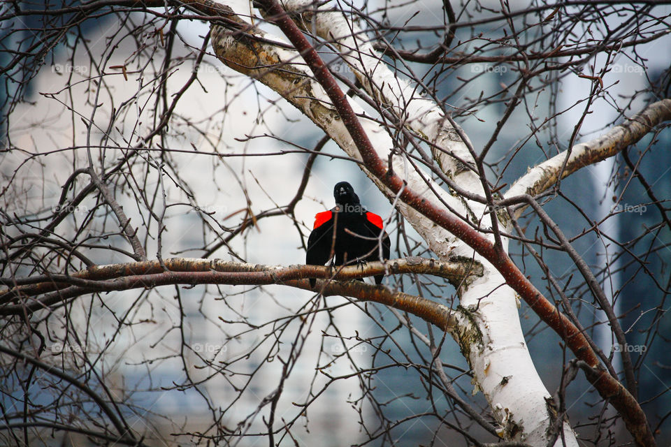 Redwinged black bird is singing it's spring song