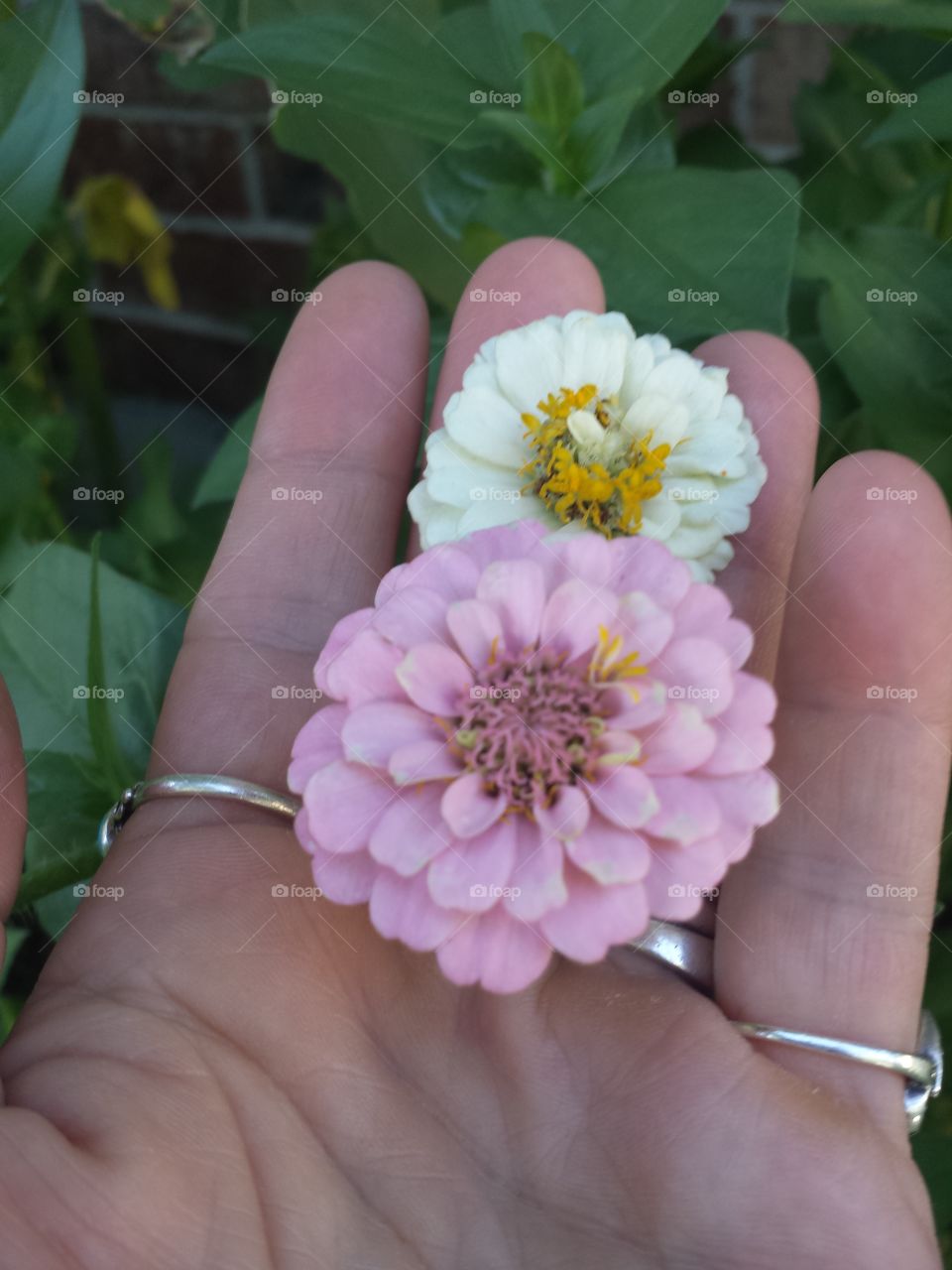 handful of colors (pale pink and white)