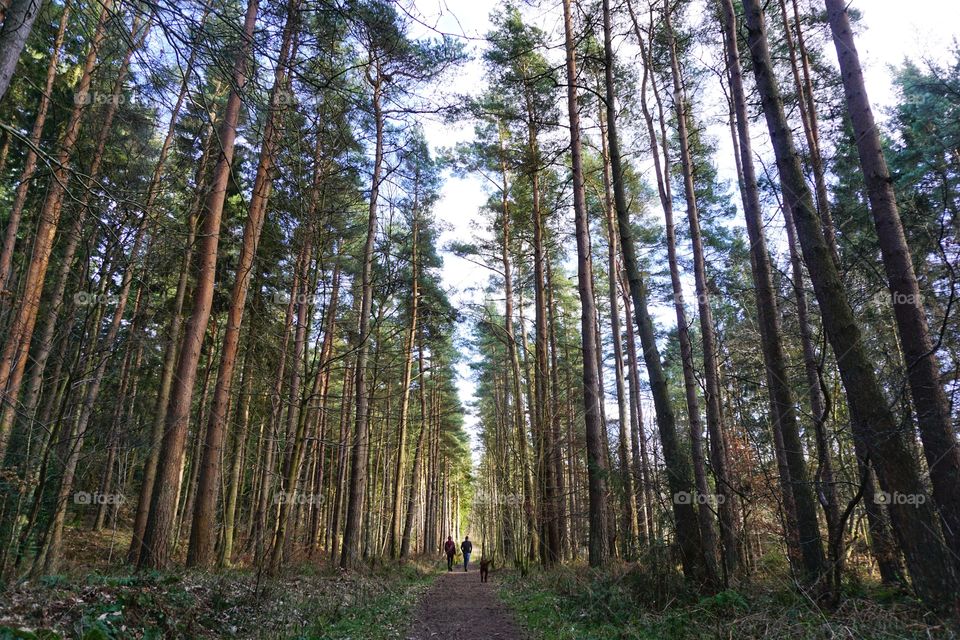 Skinny Forest Trees ... Family walk amongst really tall pine trees in Hamsterley Forest ... 