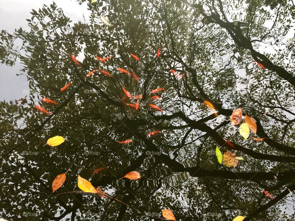 Reflection, fish and leaves