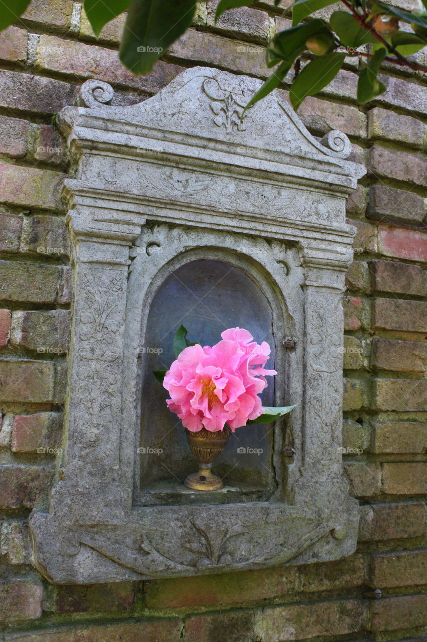 Camellia on display