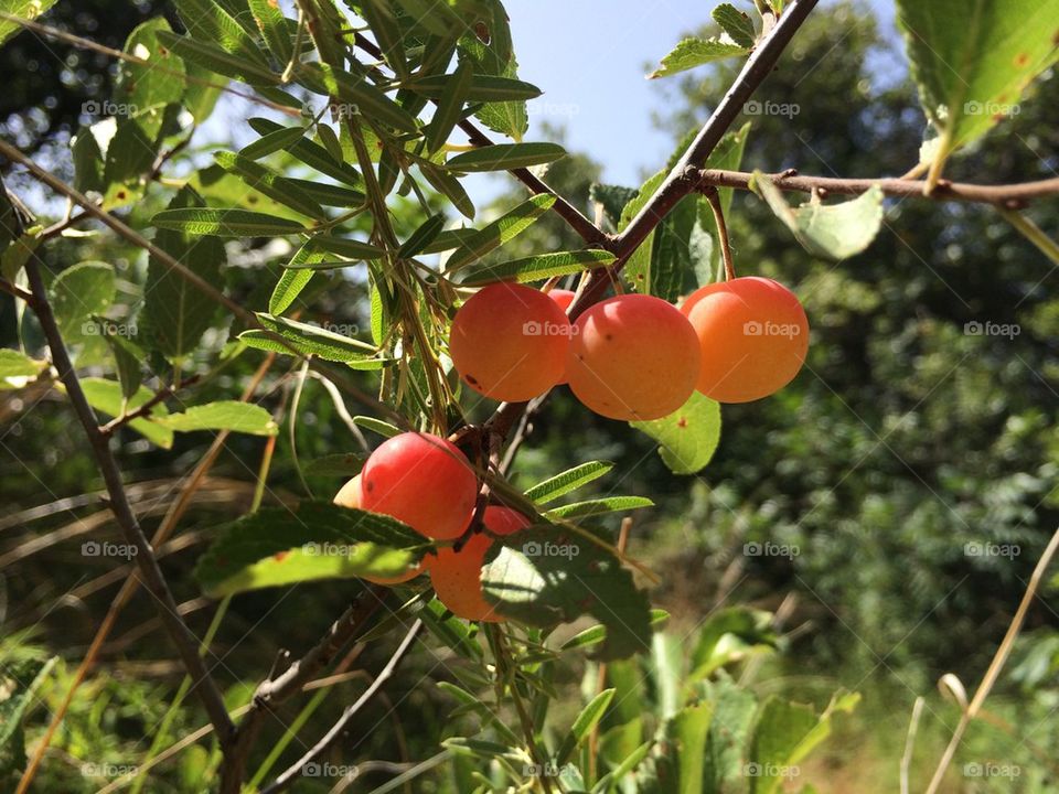 Berries