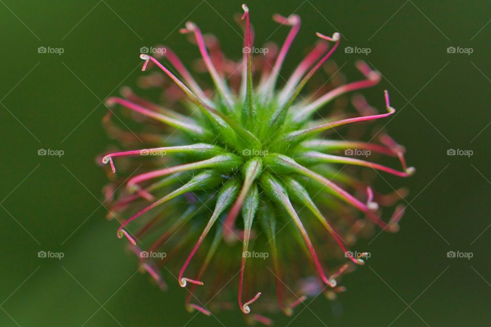 Wild flower close-up