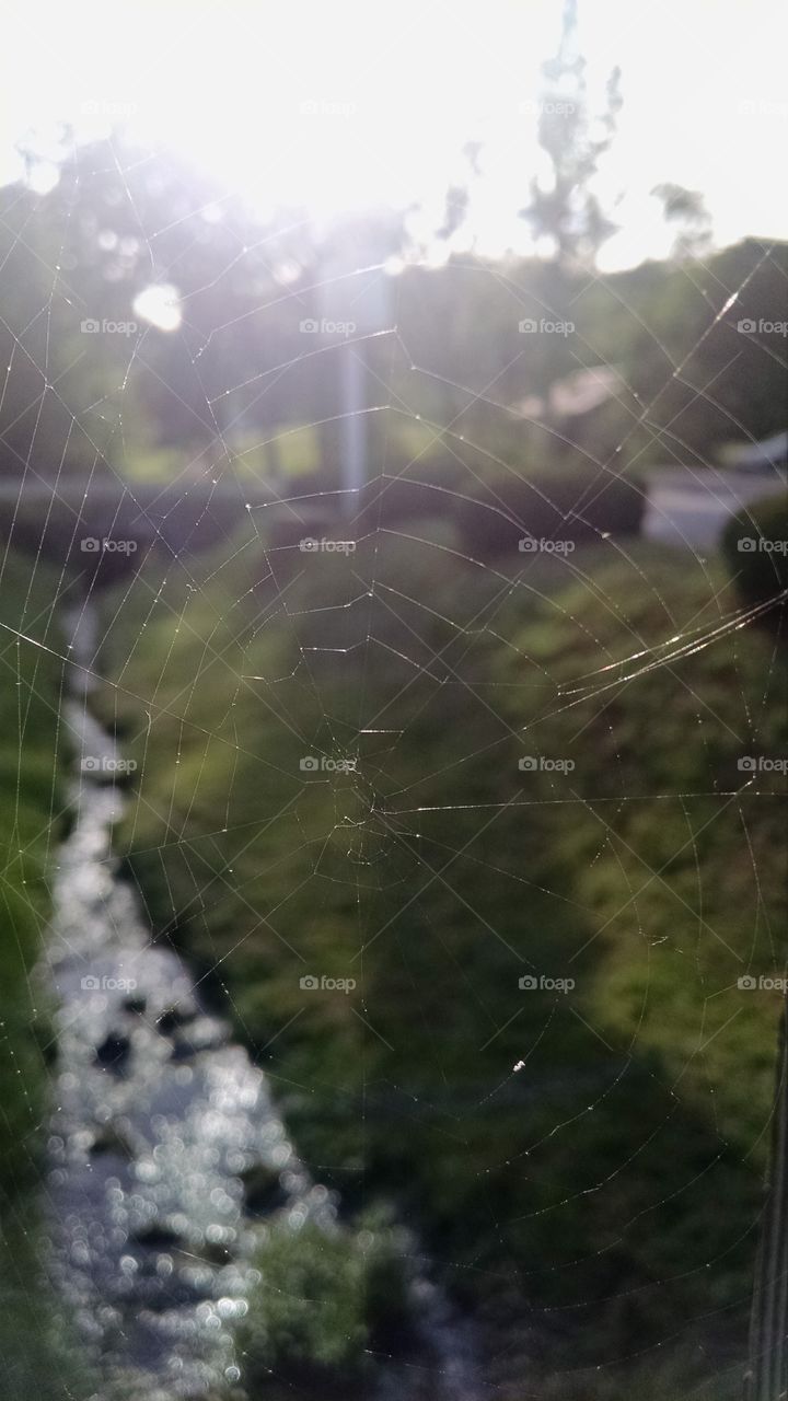 looking to the spider web