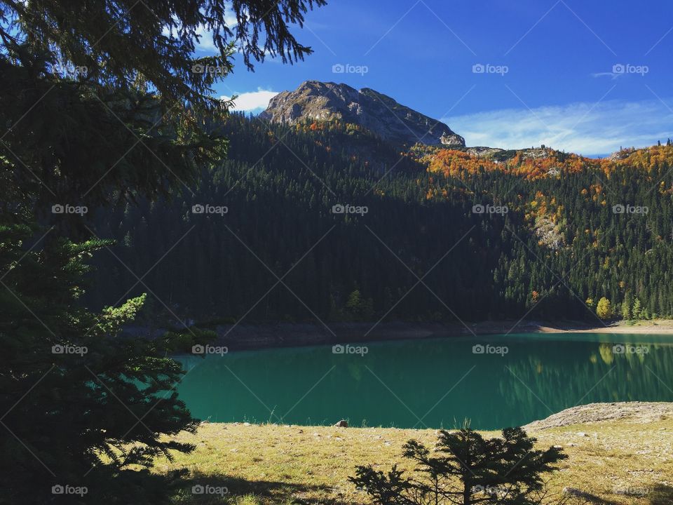 Trees reflecting on lake