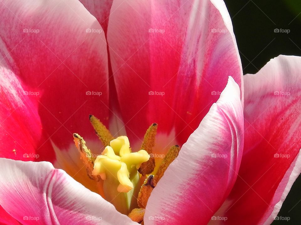 Extreme close-up of tulip