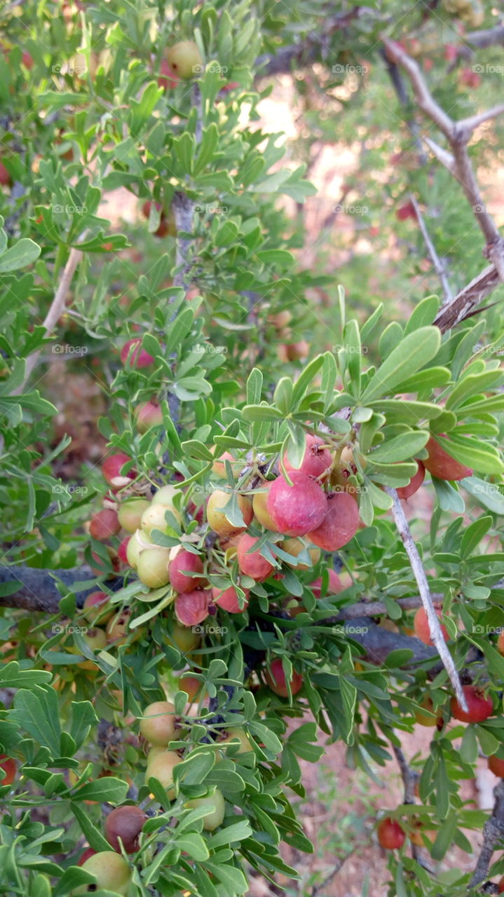 Close-up of bearberry fruits on plant
