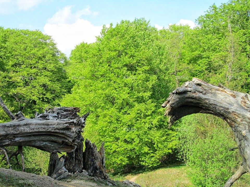 Beeches in Spring