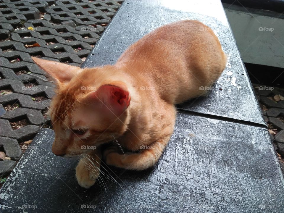 my golden cat always make me smile with a funny behavior, location jakarta indonesia