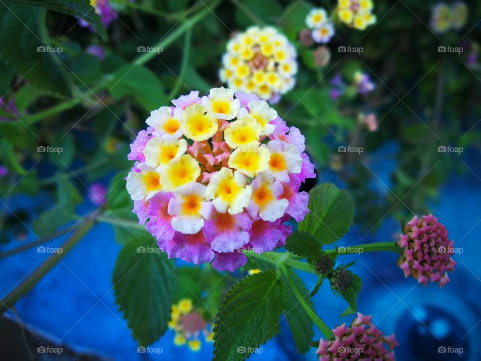 alguna flor en valparaiso