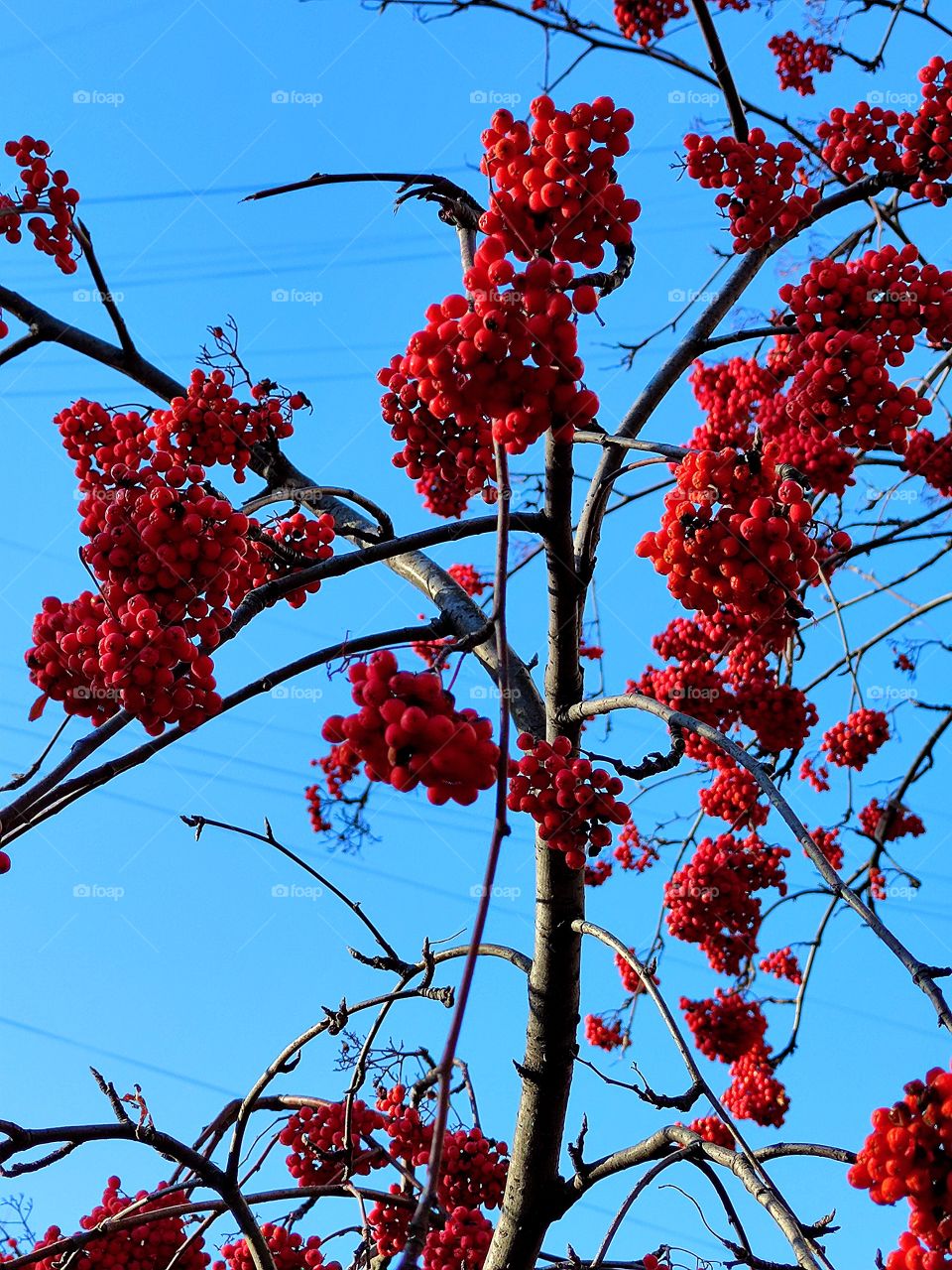 Sunny autumn day.  Bunches of red rowan berries on a tree without leaves on a background of blue sky