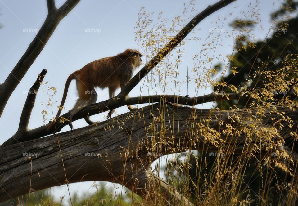 Patas Monkey