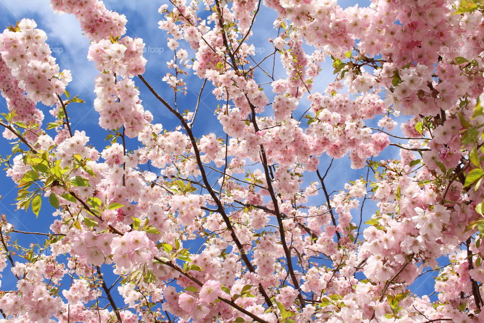 Cherry blossom, Sweden