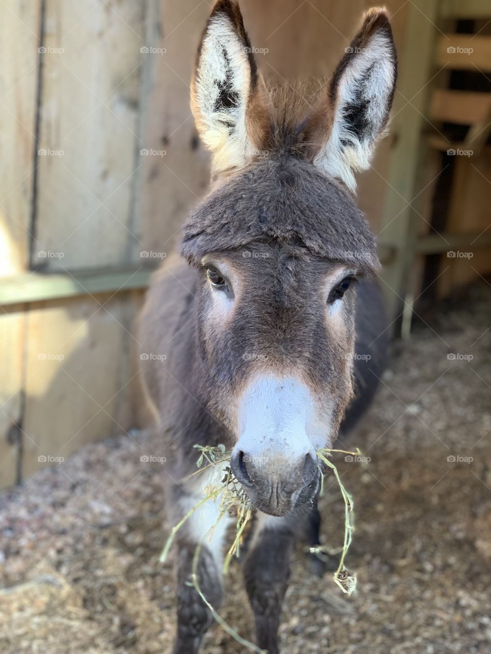 Mini jack chomping down on hay 