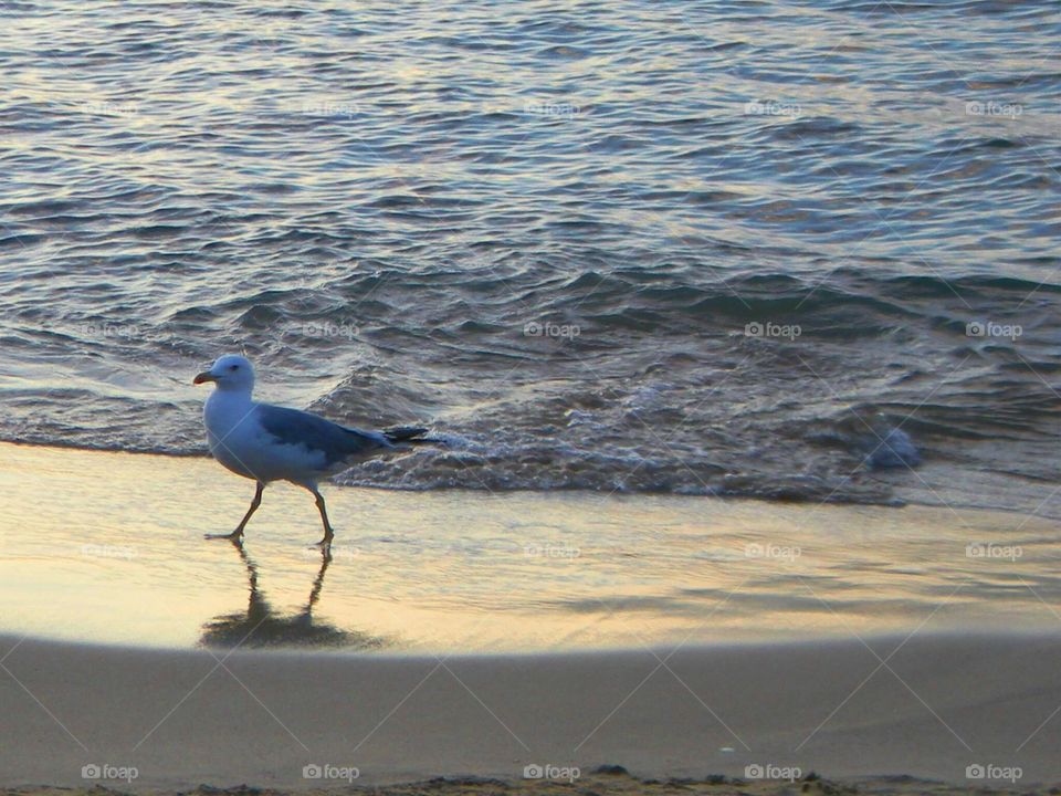 Seagull on the beach near the sea water.