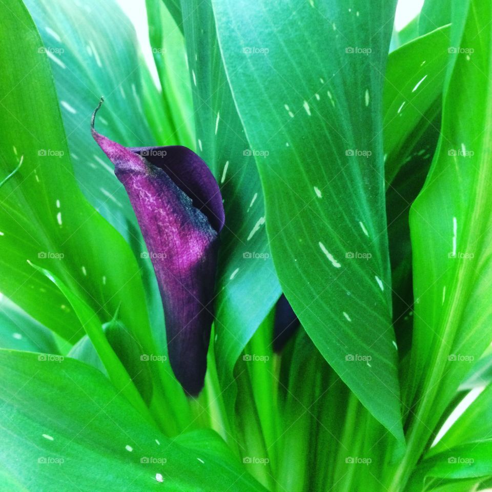 Flowers and green