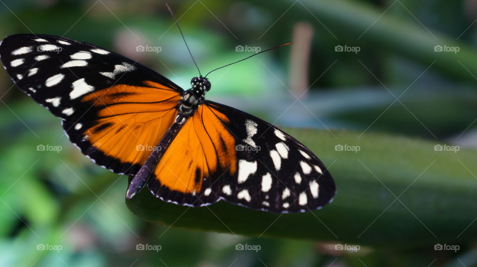 Monarch butterfly perching on leaf