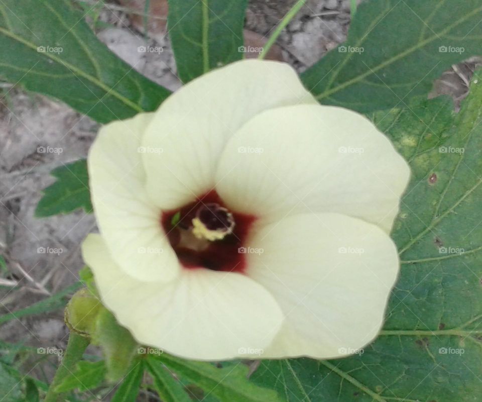 Ladies finger flower is blowing