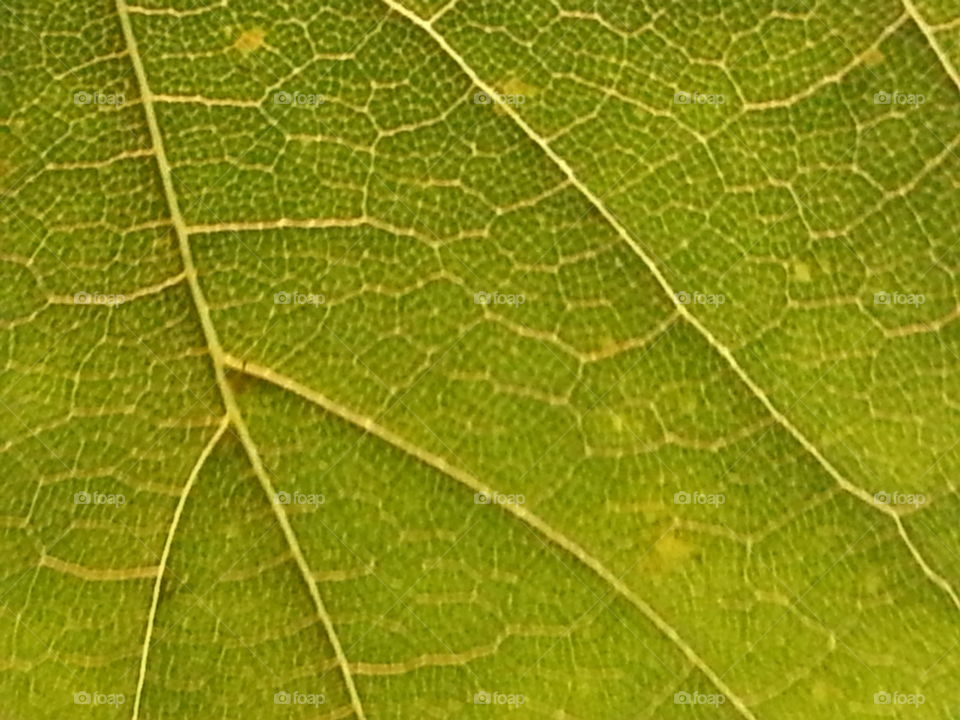 leaf