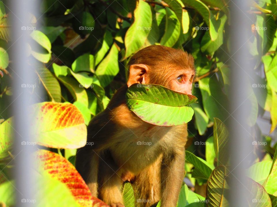 Funny cute monkey hiding his face behind leaf