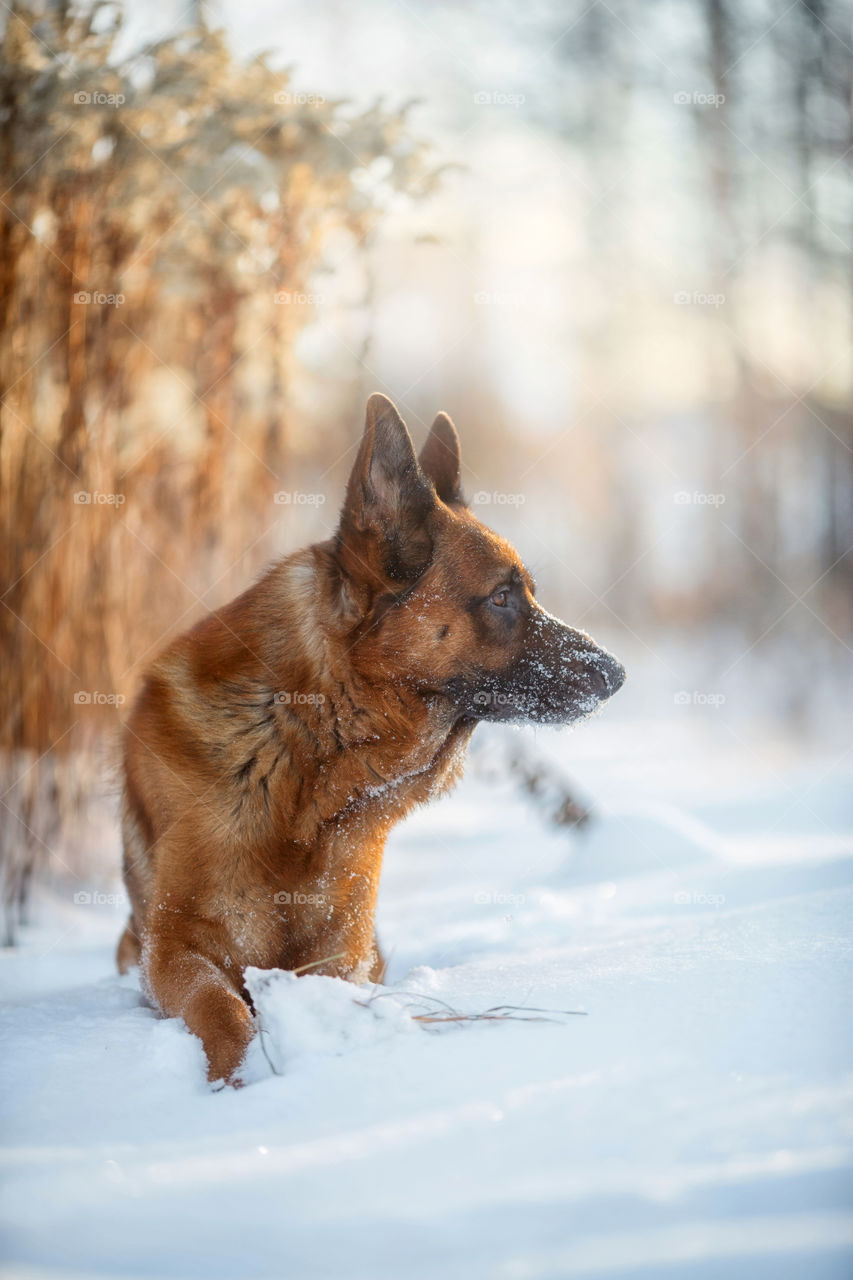 Red cute german shepherd male dog portrait at snow at the winter