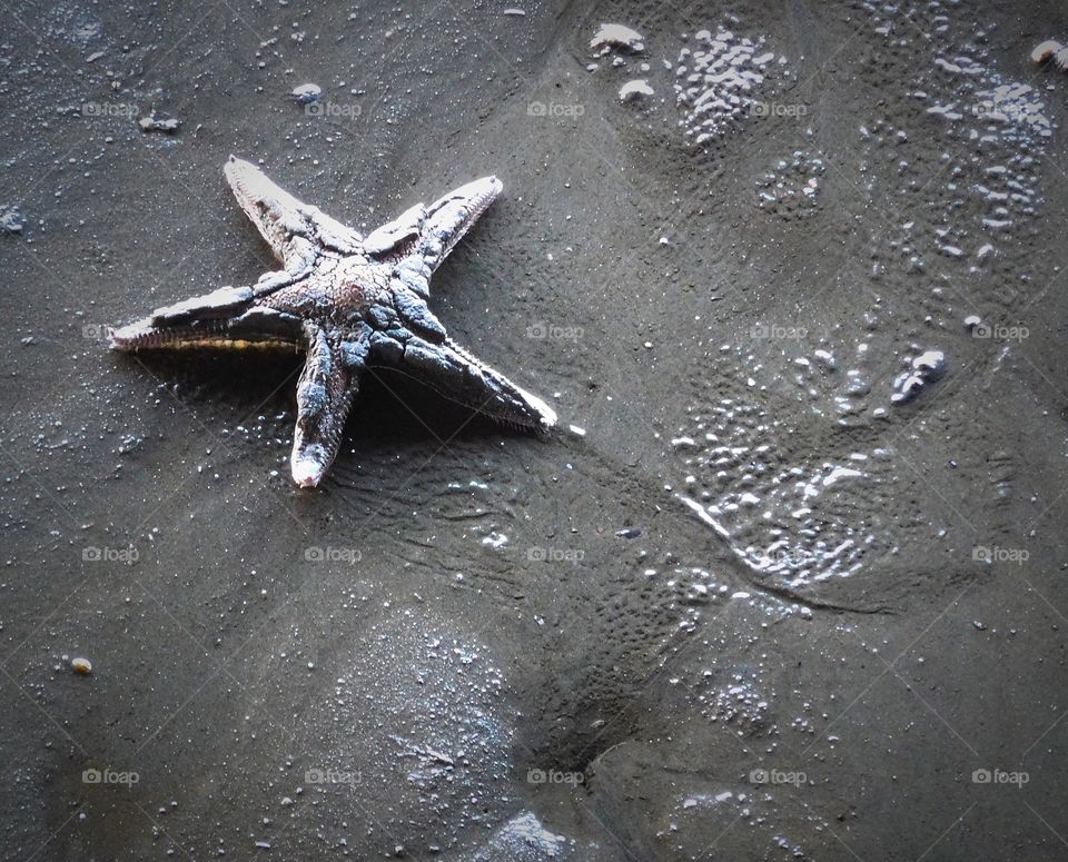 Starfish