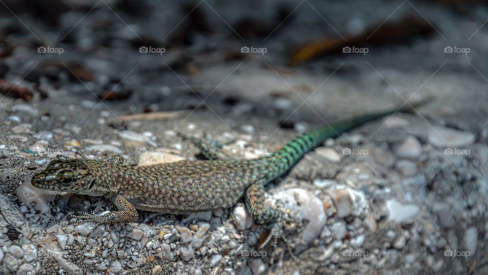 European Wall lizard