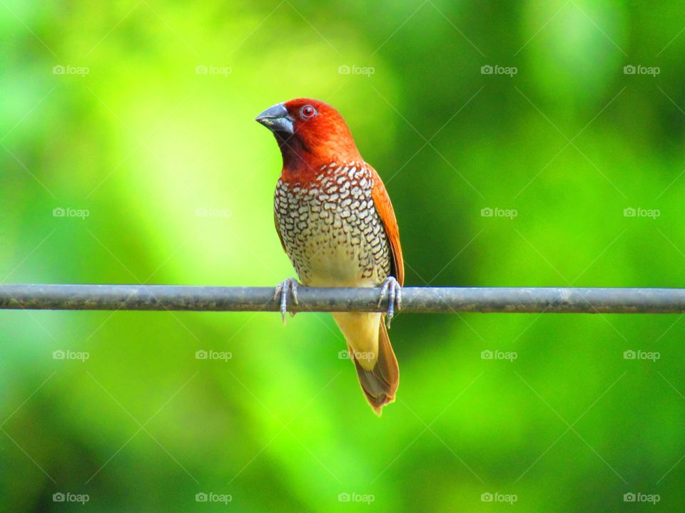 The scaly-breasted munia or spotted munia (Lonchura punctulata), known in the pet trade as nutmeg mannikin or spice finch, is a sparrow-sized estrildid finch native to tropical Asia.