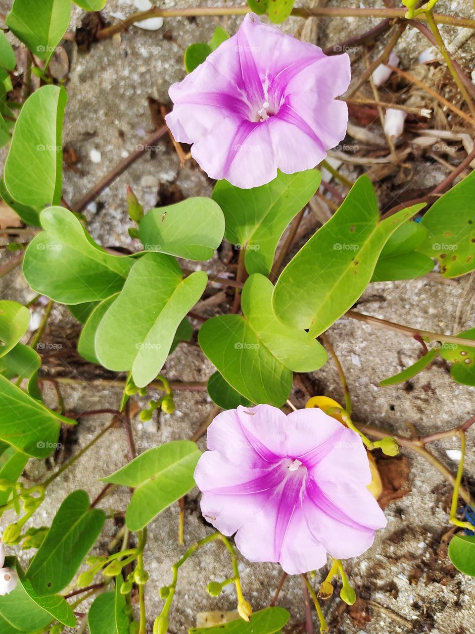 Ipomoea pes-caprae, in Indonesia called the katang katang or tread horse plant, grows on sandy beaches, the flowers are beautiful purple