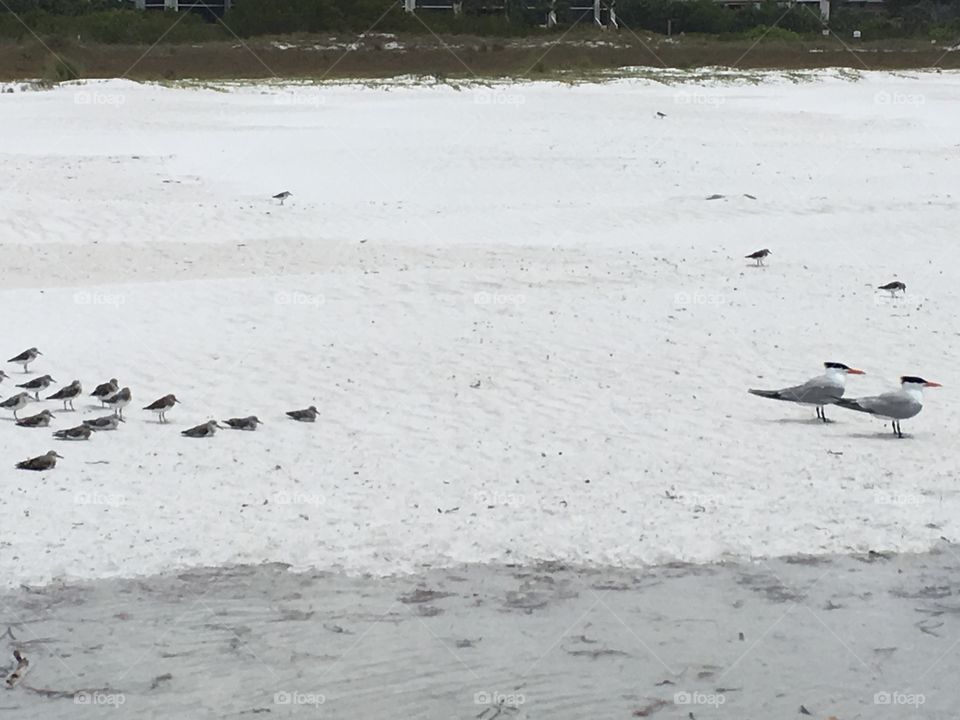 Beach time birds 