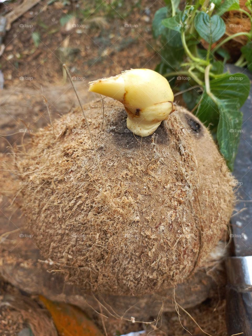 Coconut fruit that has been peeled to take its contents