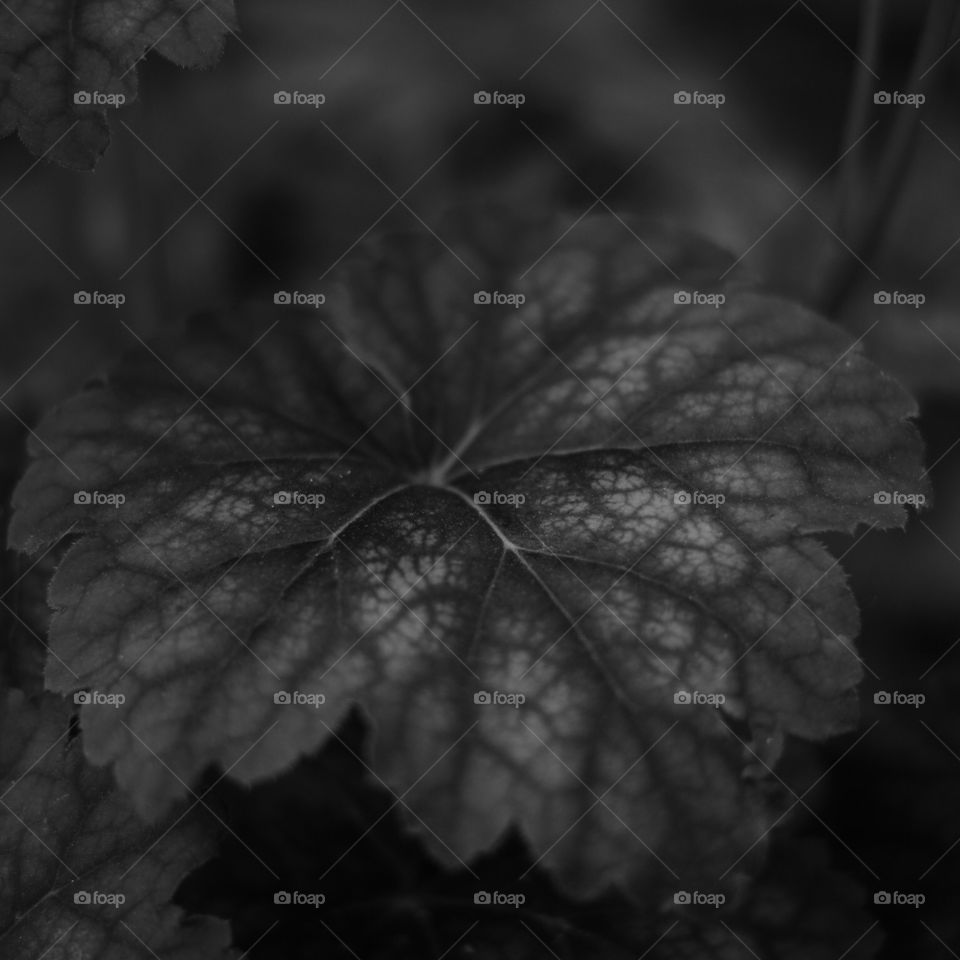 Leaf, No Person, Nature, Flora, Fall