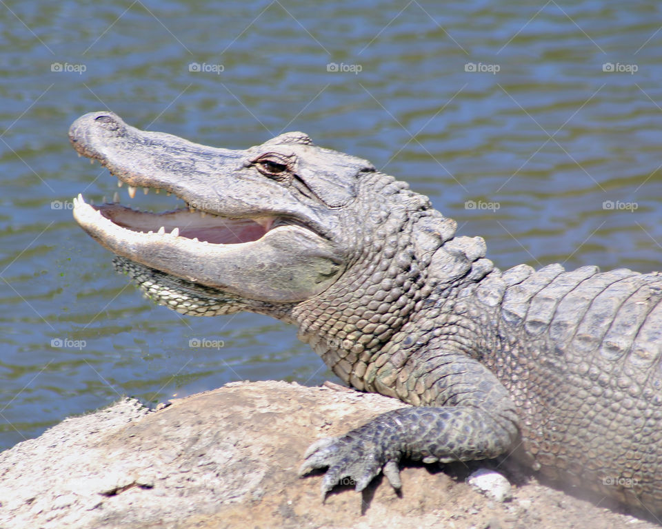 Happy alligator