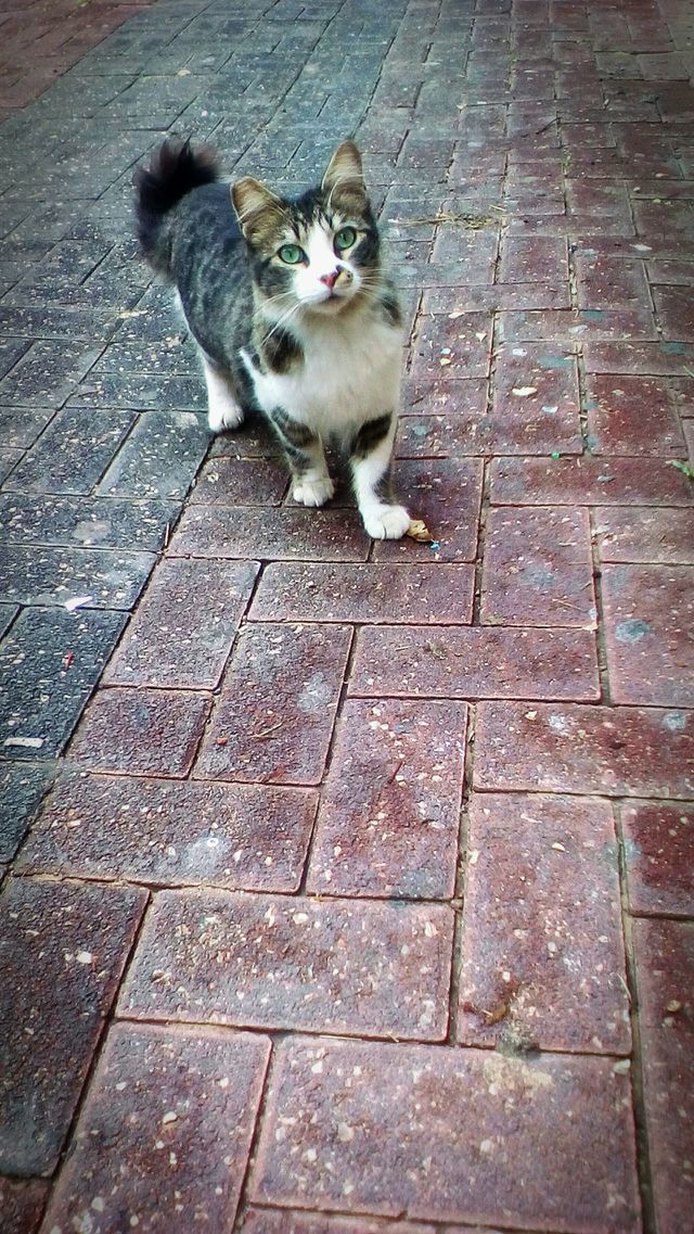 Cat on the street looking