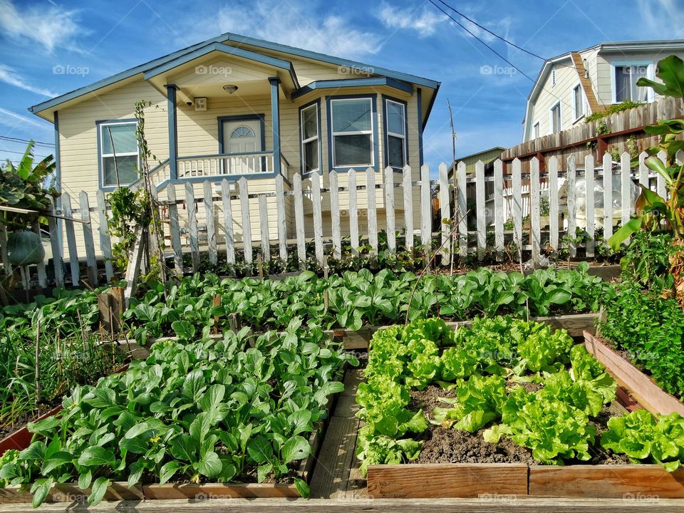 Urban Garden
