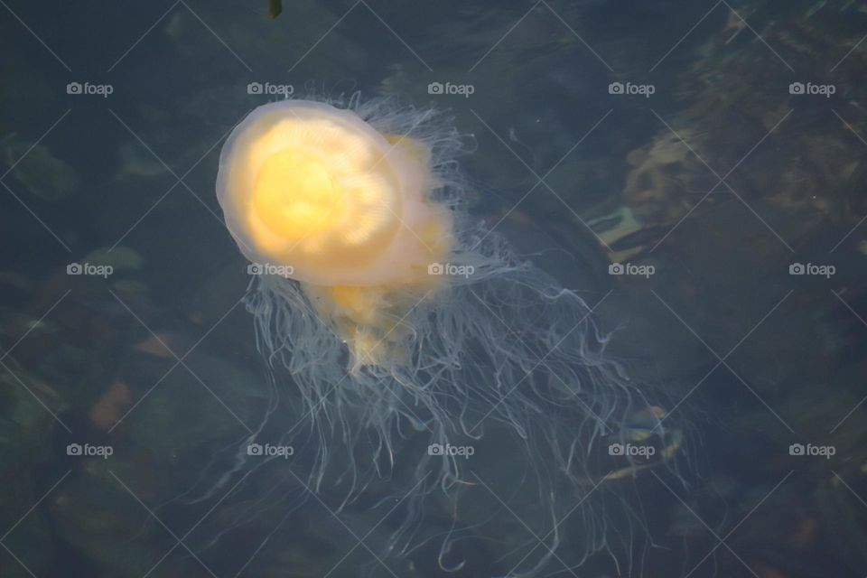 jellyfish 