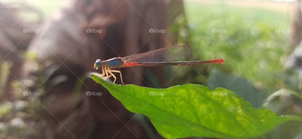 Foring-The dragon fly