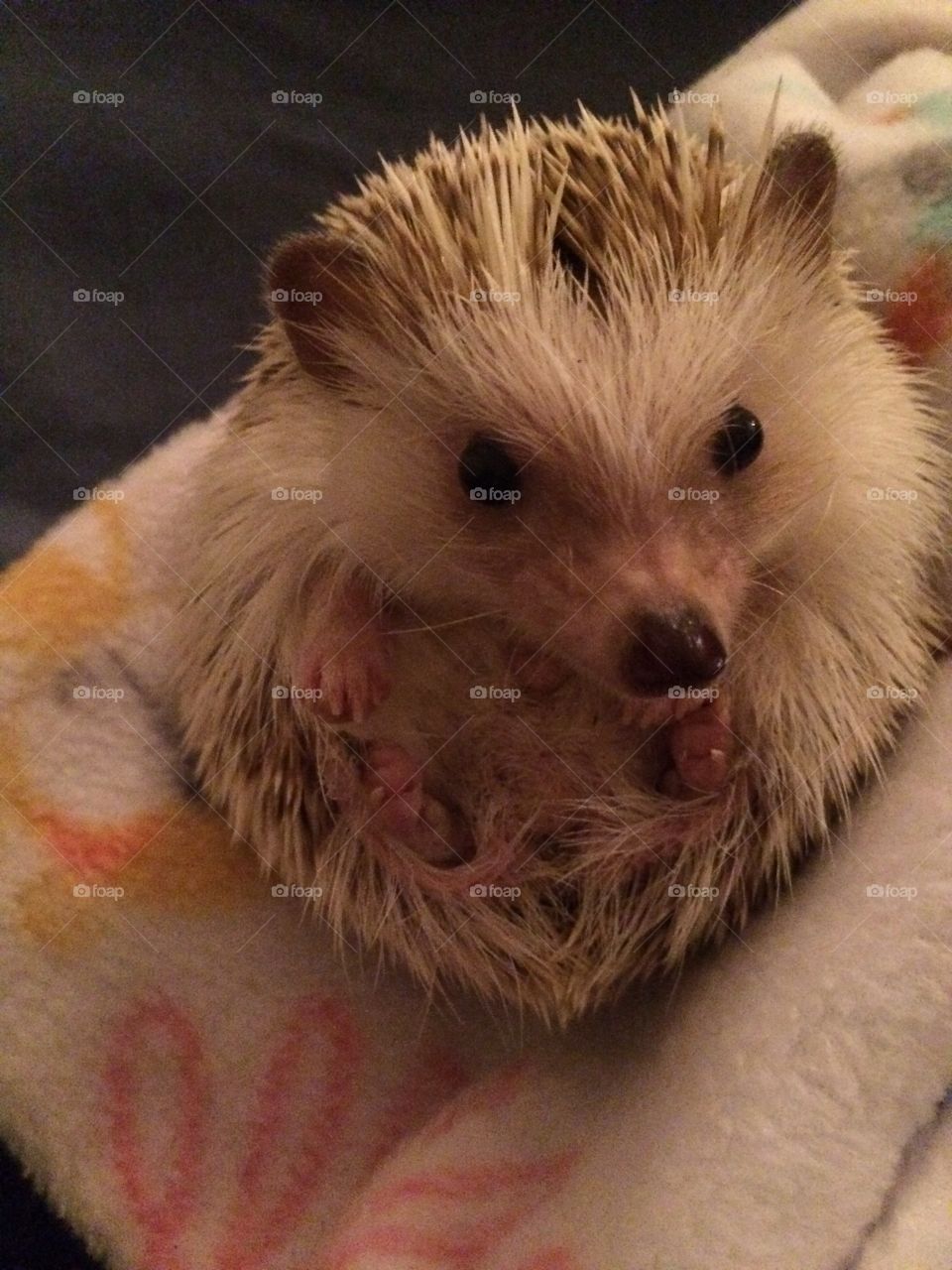 Cute happy baby hedgehog, lovely special pets 