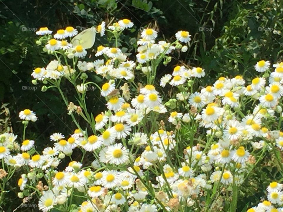 Flowers blooming on field