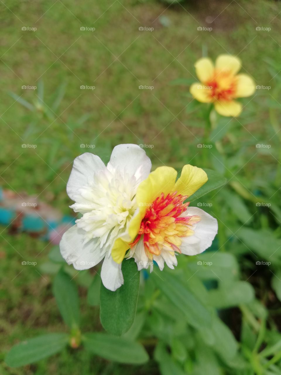 Yin Yan Flower