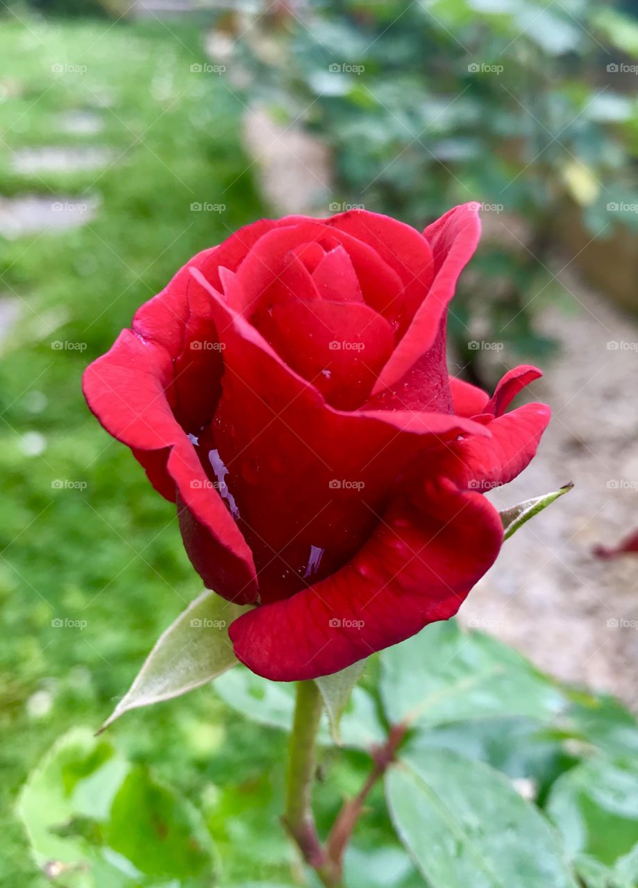 Red rose in my garden