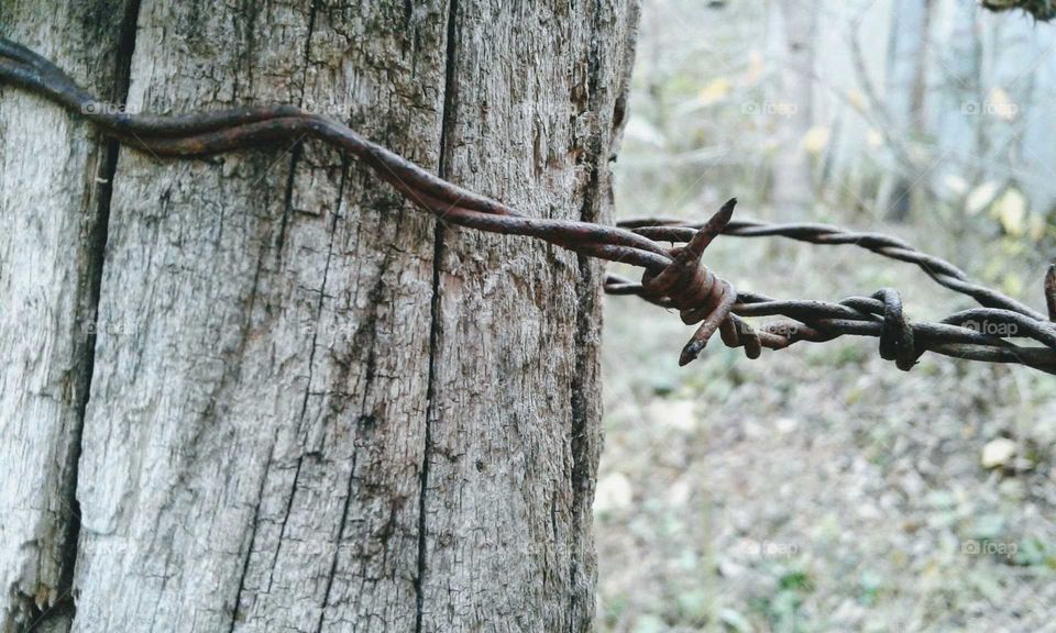 Barbed Wire & Fence Post