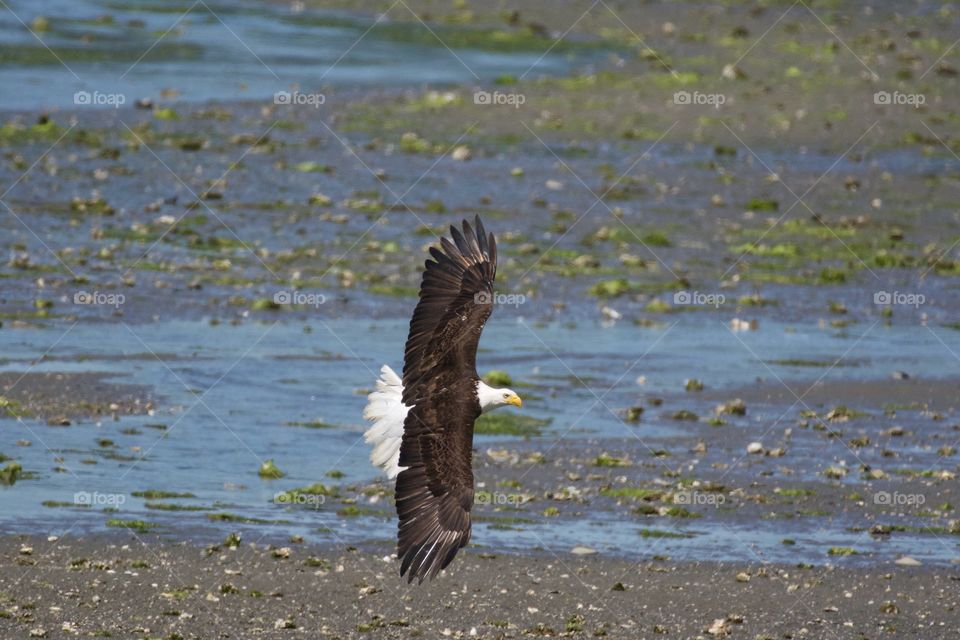 Eagle at low tide